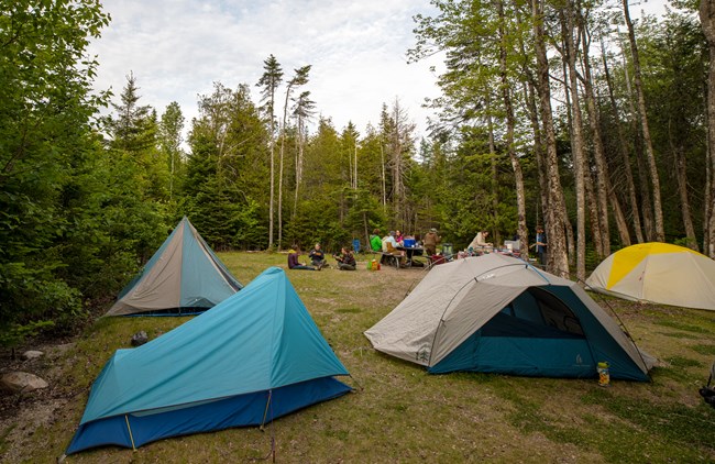 Campsite in a forest with multiple tents
