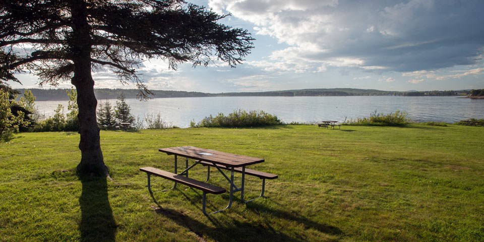 Picnic tables, grass, and trees along Schoodic coastline