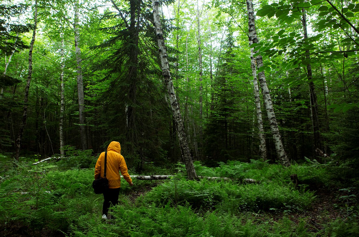 Person in a yellow rain jacket walks on a trail through forest and ferns