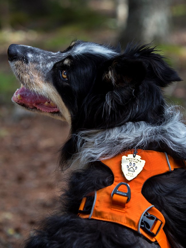 A dog wearing an orange vest and bark ranger badge looks over its shoulder