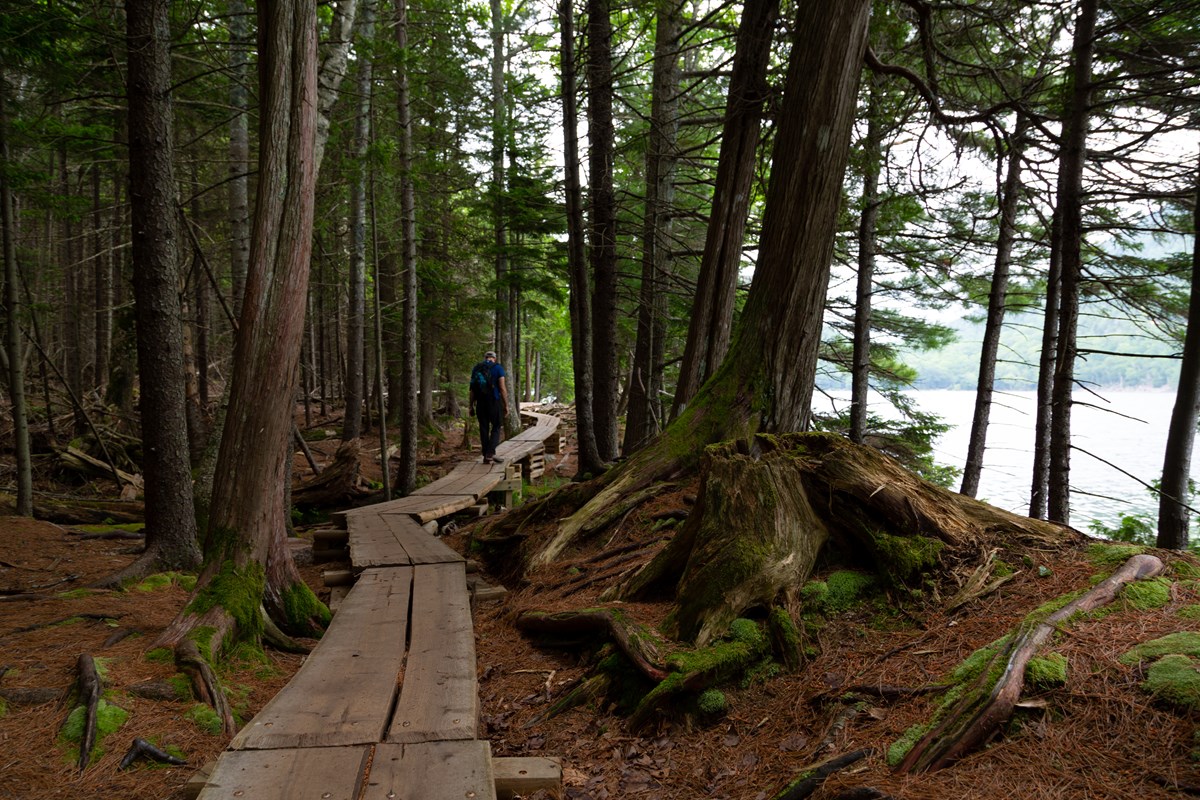 Boardwalk through forest near a lake