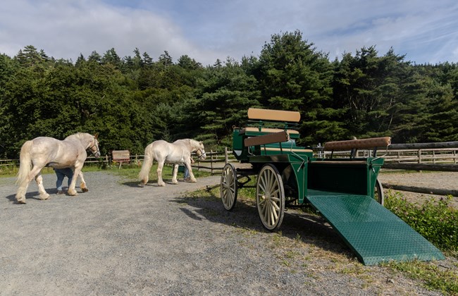 Photograph of a horse drawn carriage that is wheelchair accessible. A ramp allows the wheelchair to move up into the carriage and be secured inside.