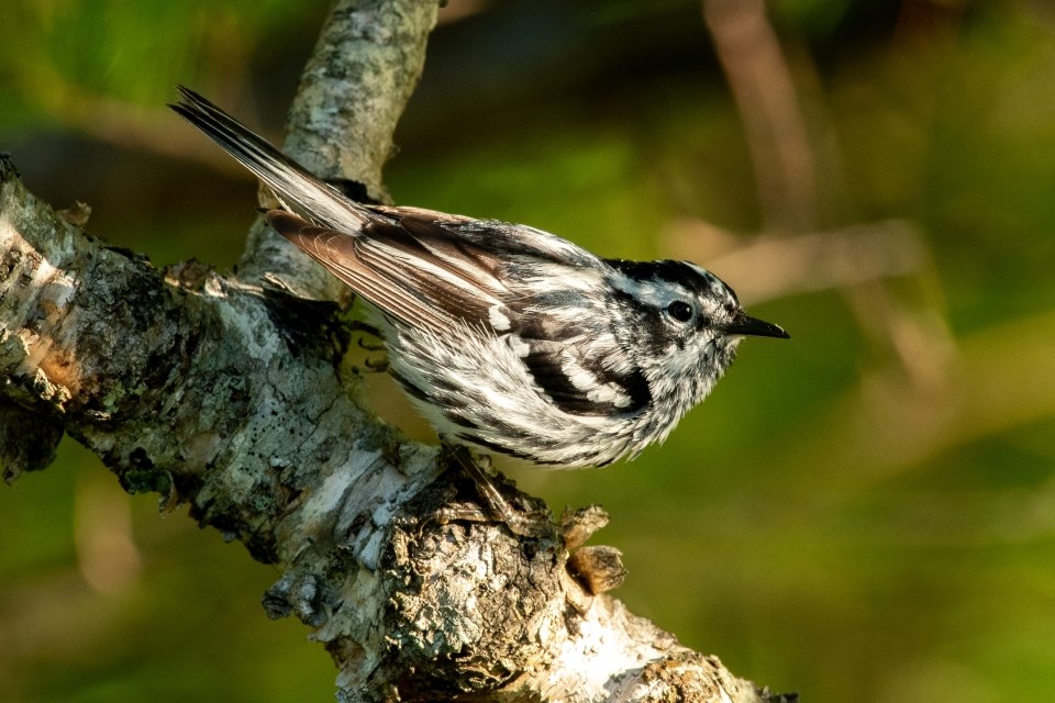 a small bird that is black and white