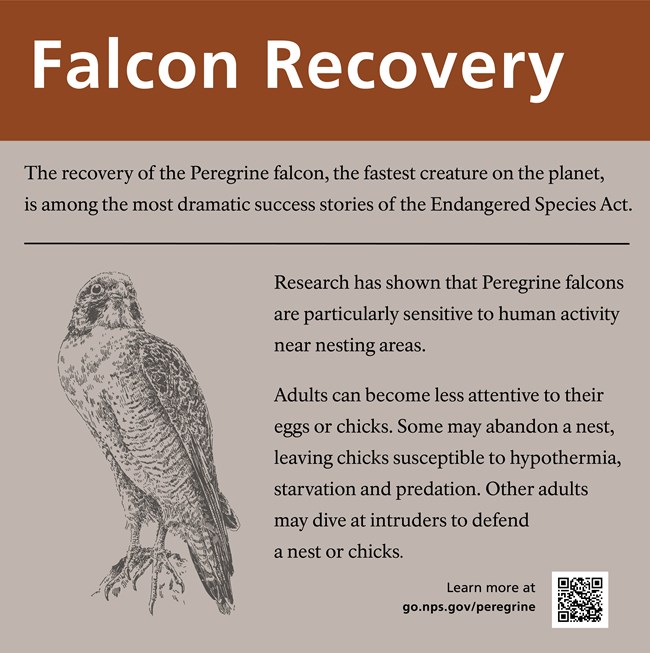 Image of a sign entitled Falcon Recovery with text and a silhouette of a falcon