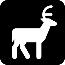 deer deer