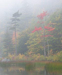 Fall colors along pond