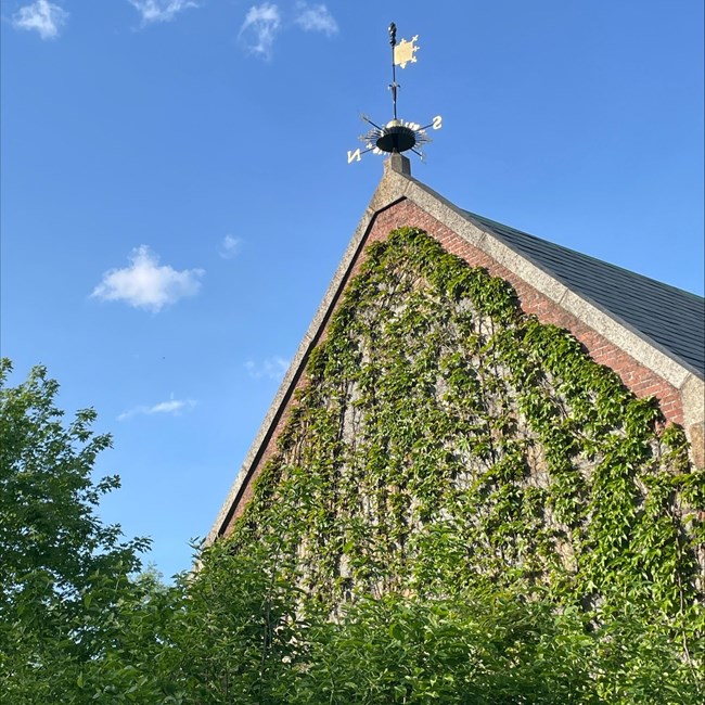 A gleaming weathervane stands on top of a historic vine-covered stone building