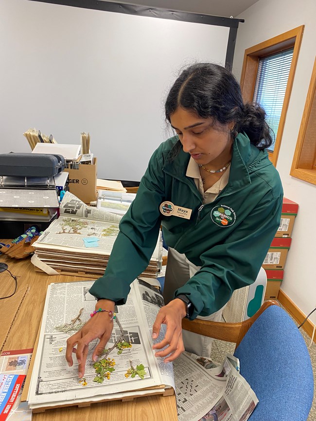 Female in Mosaics jacket and nametag "Maya" places yellow flowers on a newspaper print indoors.