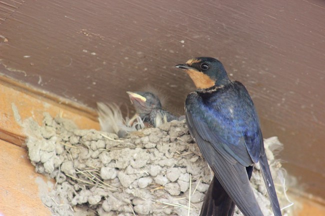 A barn swallow tends to her babies in her mud nest mounted high on the wall of the visitor center. A fist sized barn swallow is iridescent black with a sharp forked tail and rust brown underside.