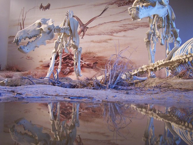 Two large light colored fossil skeletons stand reflecting in a replica of a water puddle. One fossil skeleton lies on its side.