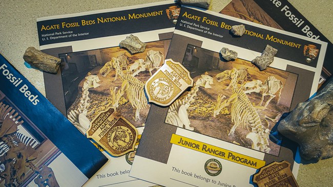 Brochures and pamphlets with junior ranger badges and fossils strewn across