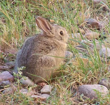 Cottontail Rabbit