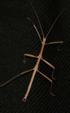 Walking Stick bug