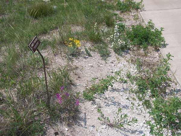 flowers along trail