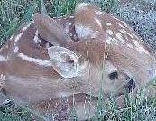 A White-Tail Deer fawn curls up in the grass with its nose tucked into its hind leg. The fawn is brown with white spots running down its back and covers its hind legs.