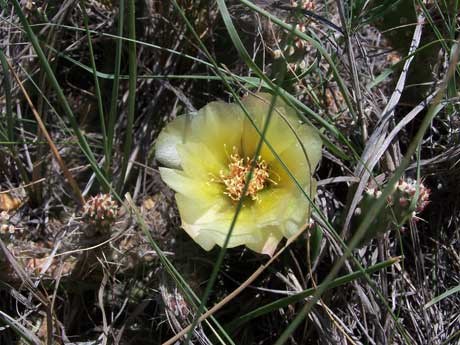 Brittle cactus with a yellow bloom. Brittle cactus with a yellow bloom.