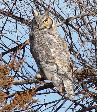 A 2-feet tall, light gray and brown owl with pointy ears and large eyes perches on a tree branch.