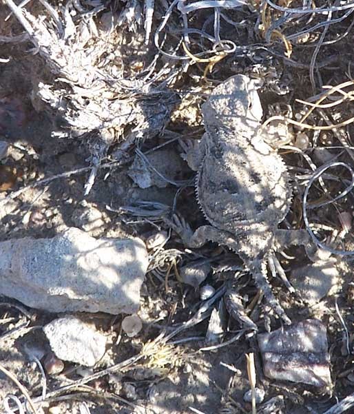 A sand colored Short-horned lizard with pointy spines on its sides sits camouflaged among rocks.