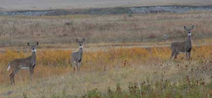 White Tail Deer