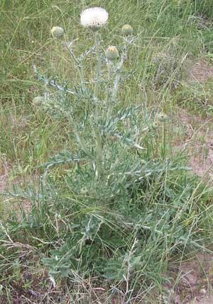 Native Platte thistle is an important food source for the American Goldfinch.