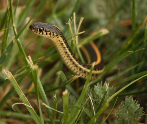 A garter snake raises its head from the grass and plants around it.