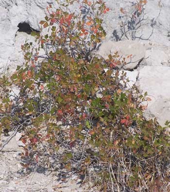 A Sumac bush with some red leaves grows on a rocky hill.