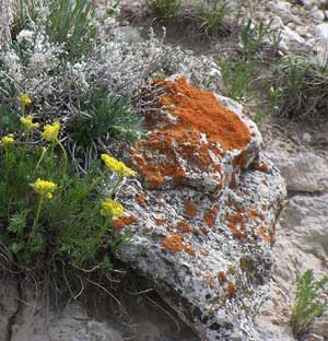 Bright orange lichen covers many rocks on the hills. The lichen appears as flat rough blobs on the surface of the rock. Yellow flowers bloom next to the rock.