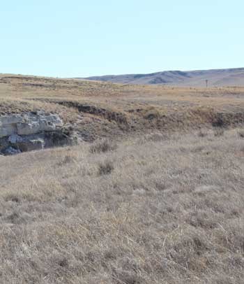 Prairie grasses on a hillside.