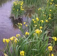 This Iris was planted at the Agate Springs Ranch and has traveled down river through the park and beyond.