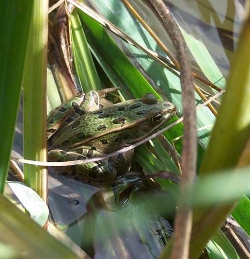 Leopard frog Leopard frog