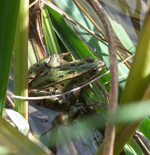 Leopard frog