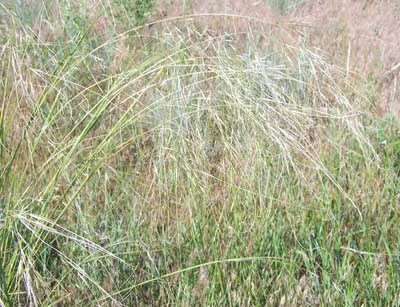 Needle and thread grass, one of the many grasses in the prairie.