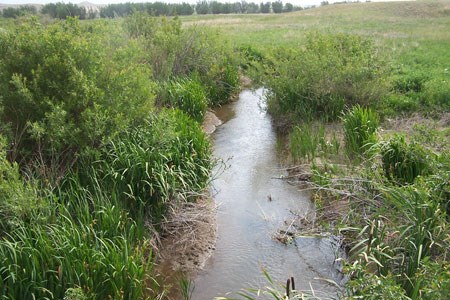 Bright green bushes crowd the banks of a narrow river that flows away from us. There is a line of coniferous trees in the distance.