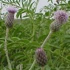 A green plant stem ends in a bulb shaped blossom with a purple flower at the top. Green plants are visible in the background.