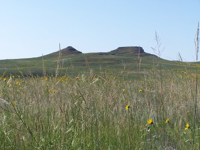 One pointed and one flat hill appear behind a dense field of tall brown cylindrical grasses with seed pods on top and small yellow sunflowers.