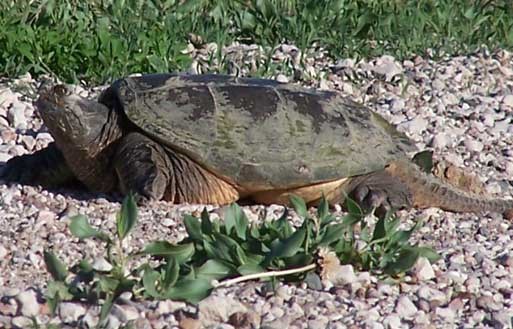 A snapping turtle with a worn shell relaxes on dirt.