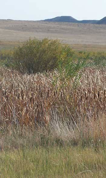 A willow tree among the cattails along the river.