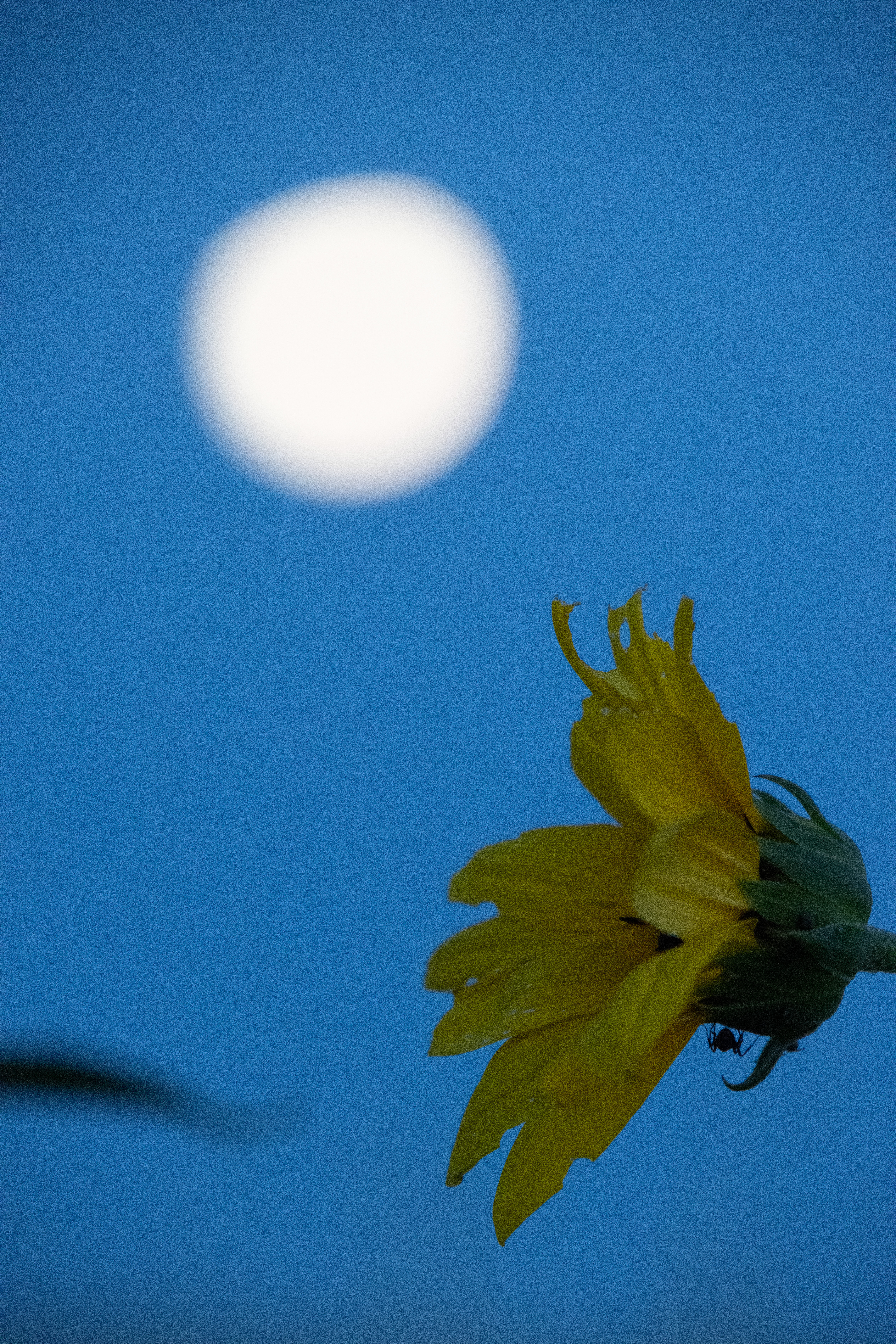 Full Moon Hike The bright yellow, football-shaped petals of a flower extend open under a bright white full moon surrounded by a clear blue sky.