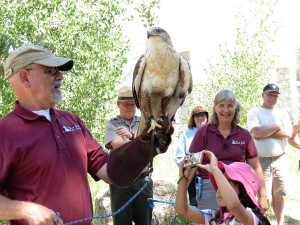 Black Hills Raptor Center A man in a red shirt and tan ball cap holds a large hawk while people look on. A child in a pink hat takes a picture.