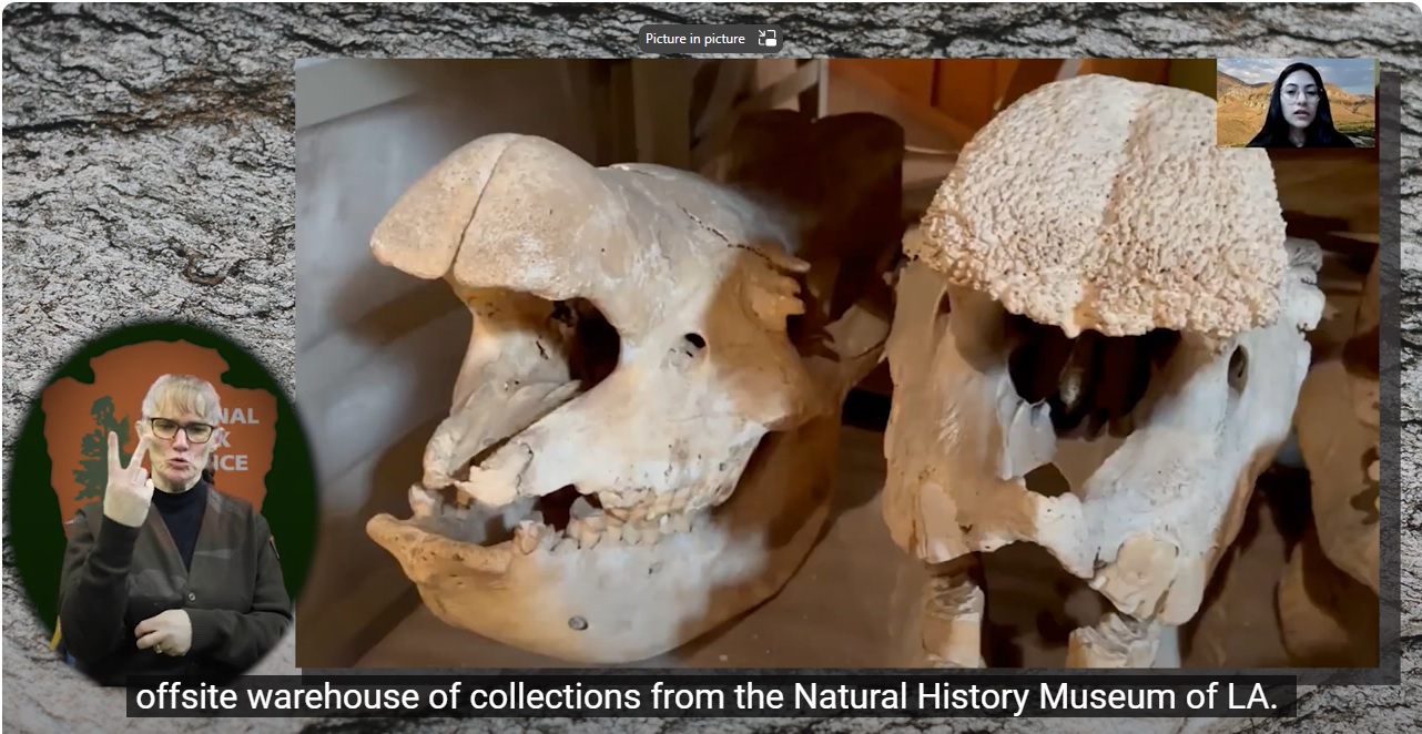 Menoceras' skulls 2 white skulls in center frame; female speaks from a box in top corner, captioning on bottom, & ASL interpreter in oval bubble on bottom left.