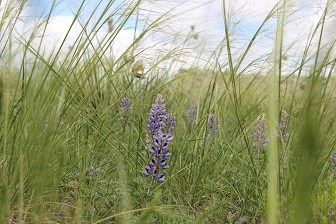 Quarry A ridge with prairie grass and lupine in the foreground