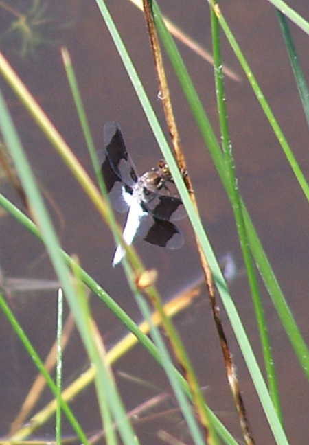 Damselflies and dragonflies