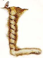 Ancient beavers called Paleocastors dug cork-screw shaped burrows.