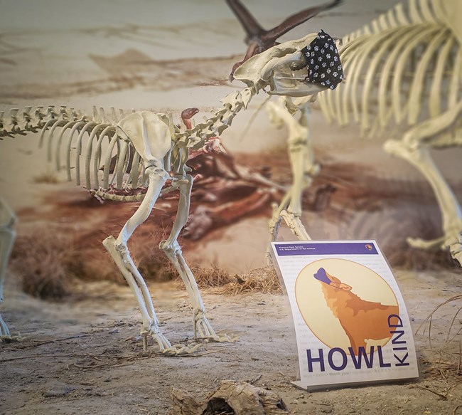Fossilized skeleton of a dog-sized creature wears a fabric mask. Sign below reads Howl Kind