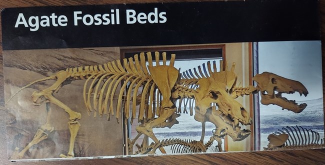 Rectangular brochure with black bar across top has white words that read Agate Fossil Beds. Picture of large animal skeletons sits under black bar.