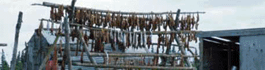 Salmon drying on racks along the Alagnak River.