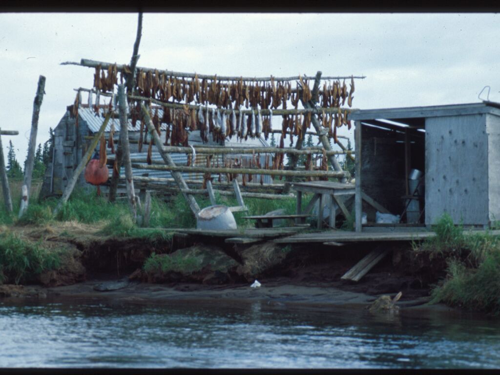 red salmon hanging on drying racks