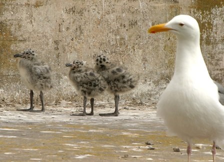 A Western gull guards her brood A Western gull guards her brood