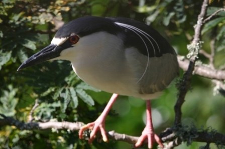 Balck crowned night heron stares out of island shrubbery