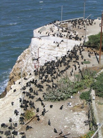 bird's eye view of a Brandt's cormorant nesting colony